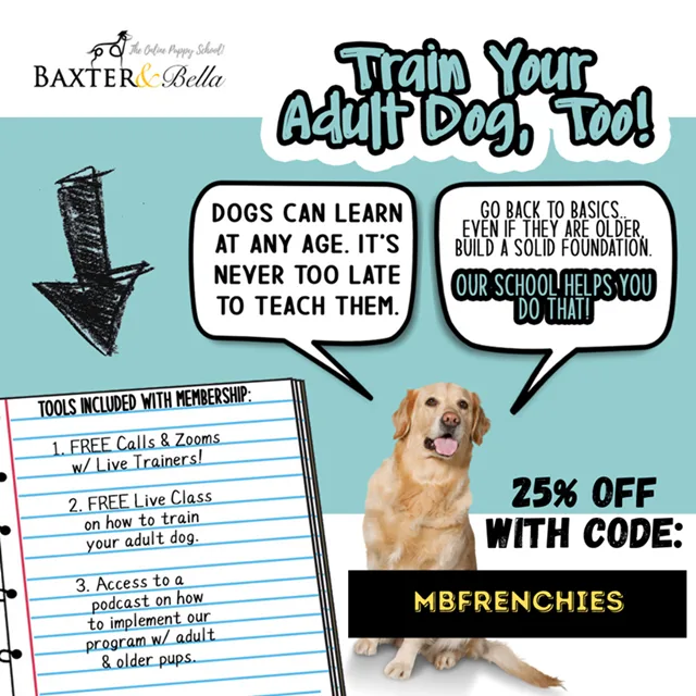 Russian Bolonka puppy training - puppy dog training.