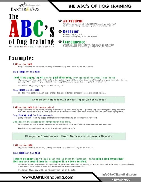 Russian Bolonka puppy training - puppy dog training.