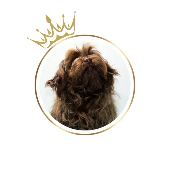 Bazyl a chocolate brown male Russian Tsvetnaya Bolonka