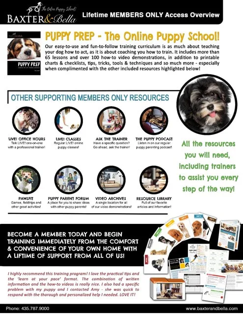Russian Bolonka puppy training - puppy dog training.