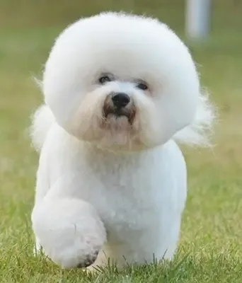 Bichon Frise coat