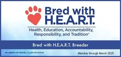 AKC Bred With Heart bolonka dog 2024