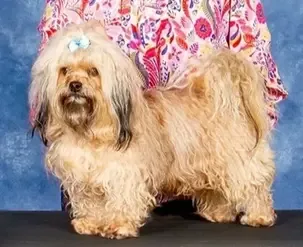 Bolonka dog coat