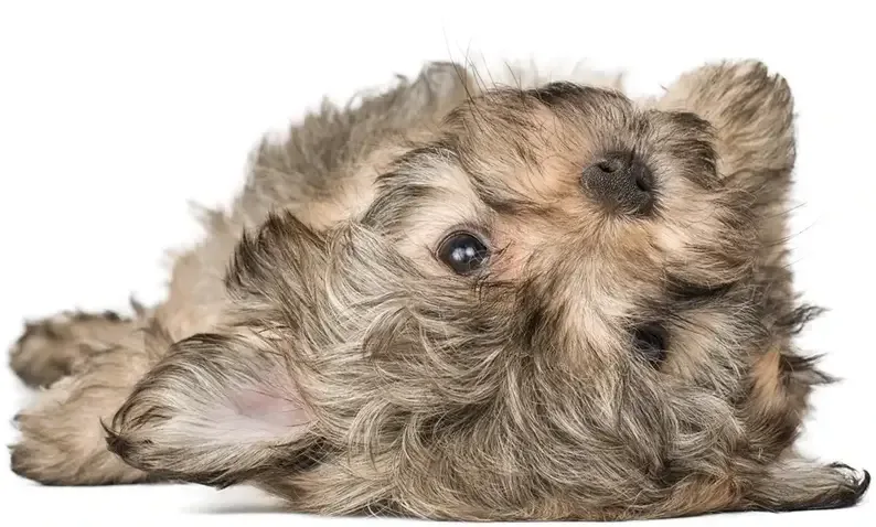 gray sable Bolonka puppy laying on his back