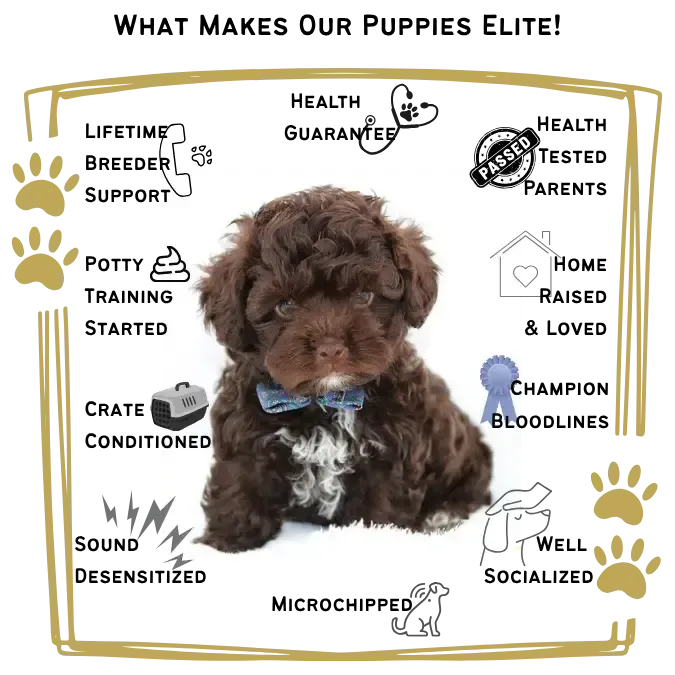Bolonka Puppies Advantage