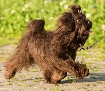 Brown Bolonka dog breed walking on leash