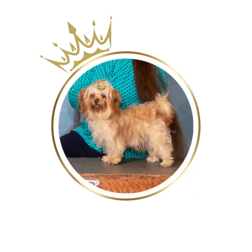 Chiklet a cream and chocolate brown sable female Russian Tsvetnaya Bolonka
