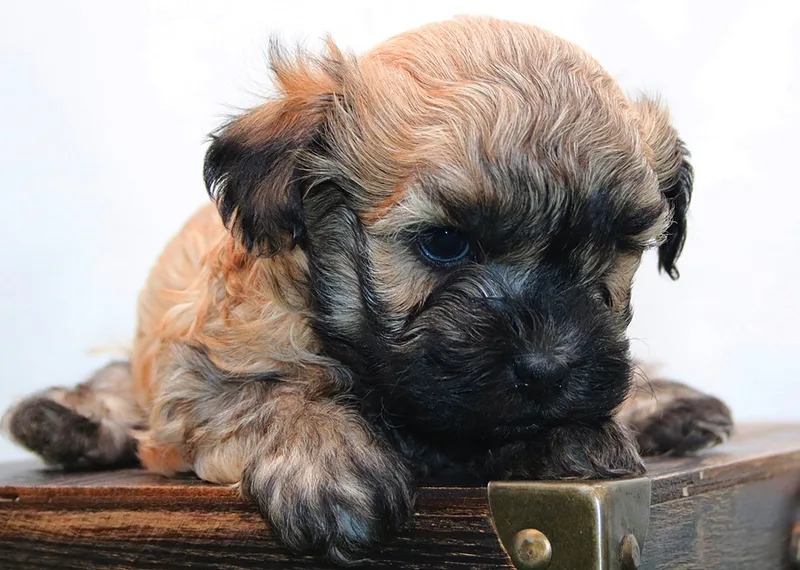 Russian Bolonka puppy