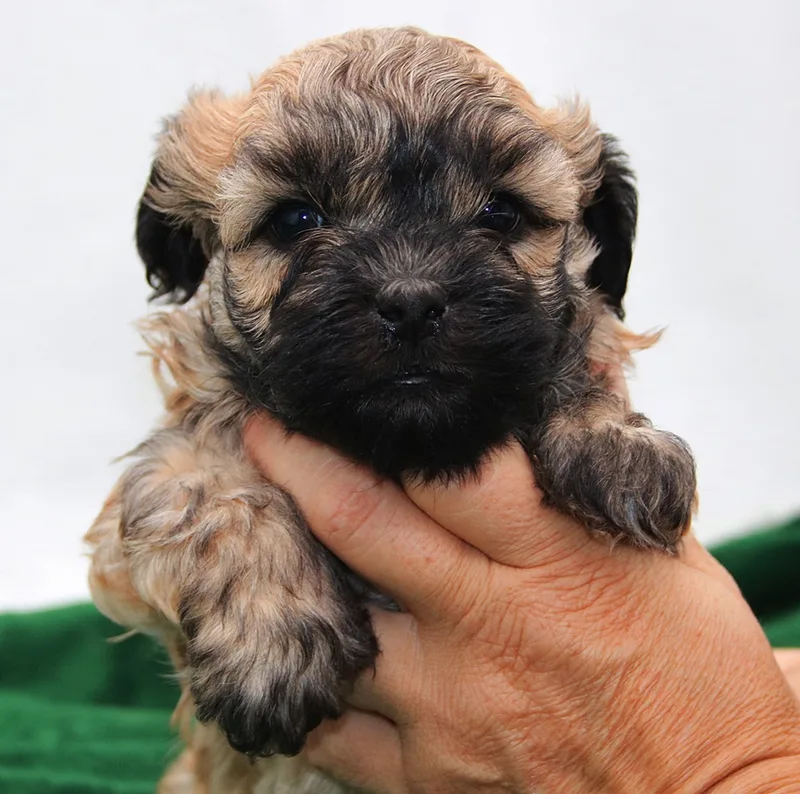 Russian Bolonka puppy