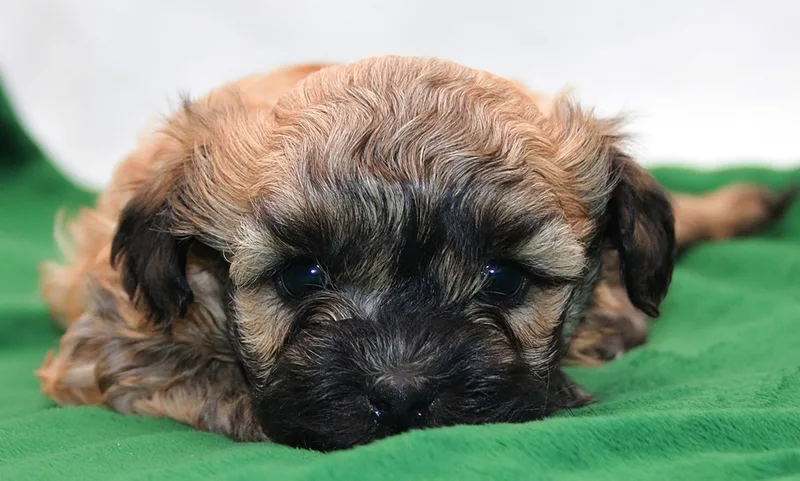Russian Bolonka puppy