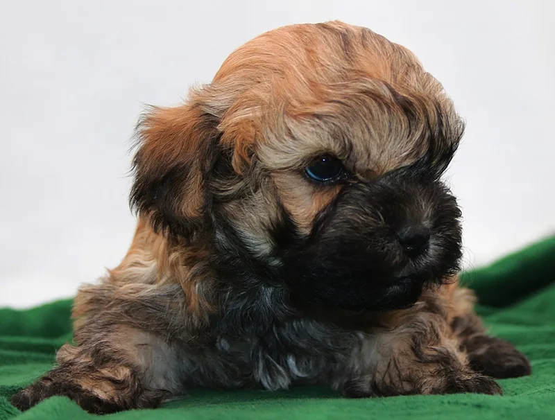 Russian Bolonka puppy