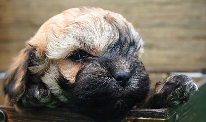Russian Bolonka puppy