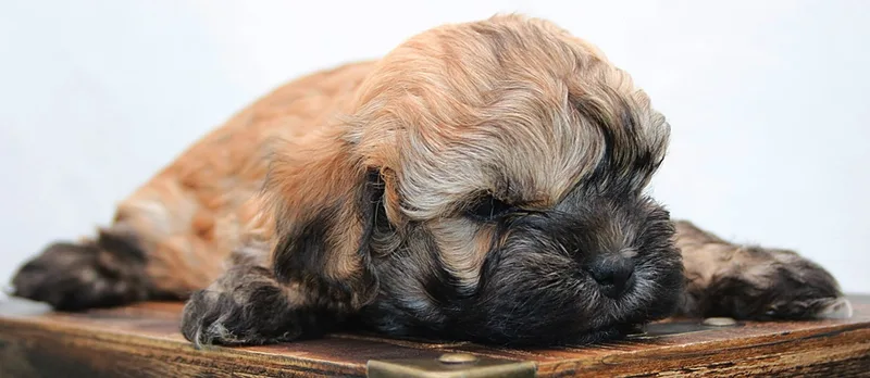 Russian Bolonka puppy
