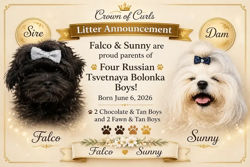 Russian Bolonka litter announcement featuring sire Falco and dam Sunny with four boys born June 6, 2026.