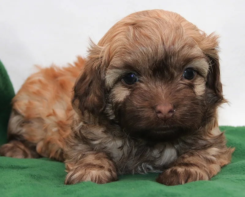 Russian Bolonka puppy