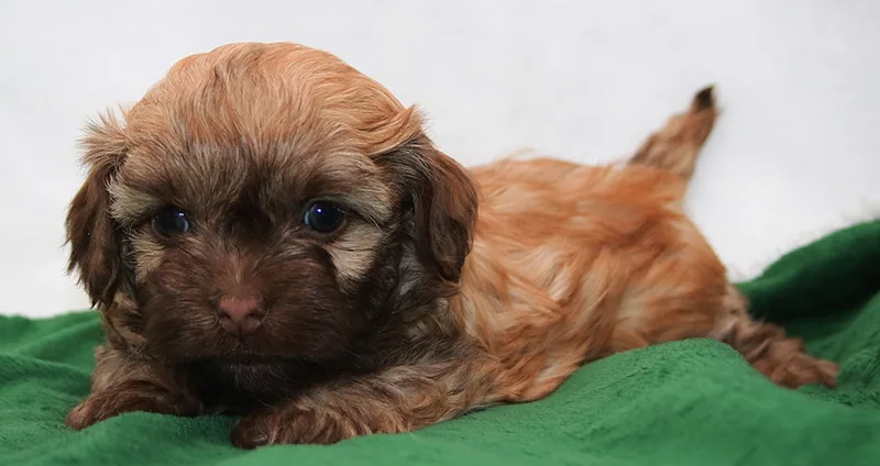 Russian Bolonka puppy