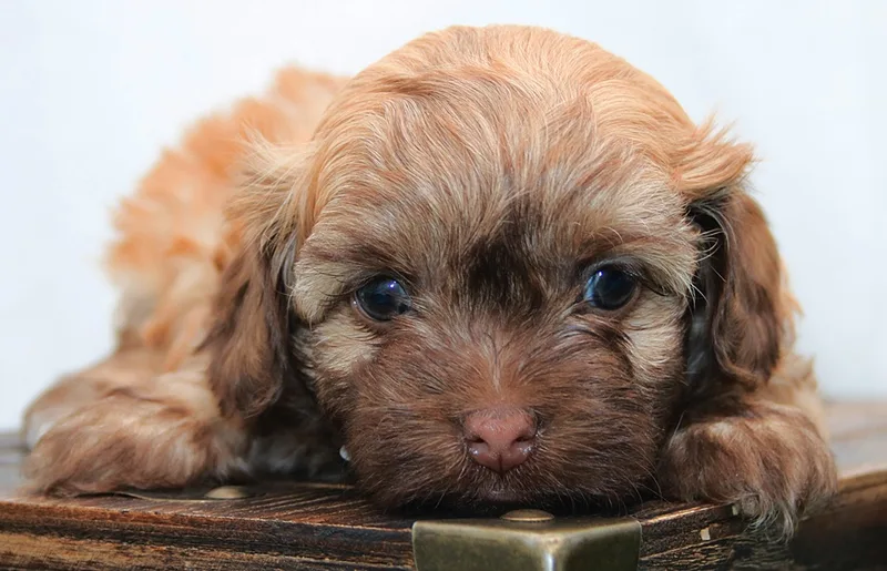 Russian Bolonka puppy